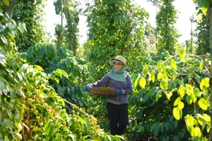 Xuất khẩu cà phê lập đỉnh, nông dân cần làm gì để giữ vững?