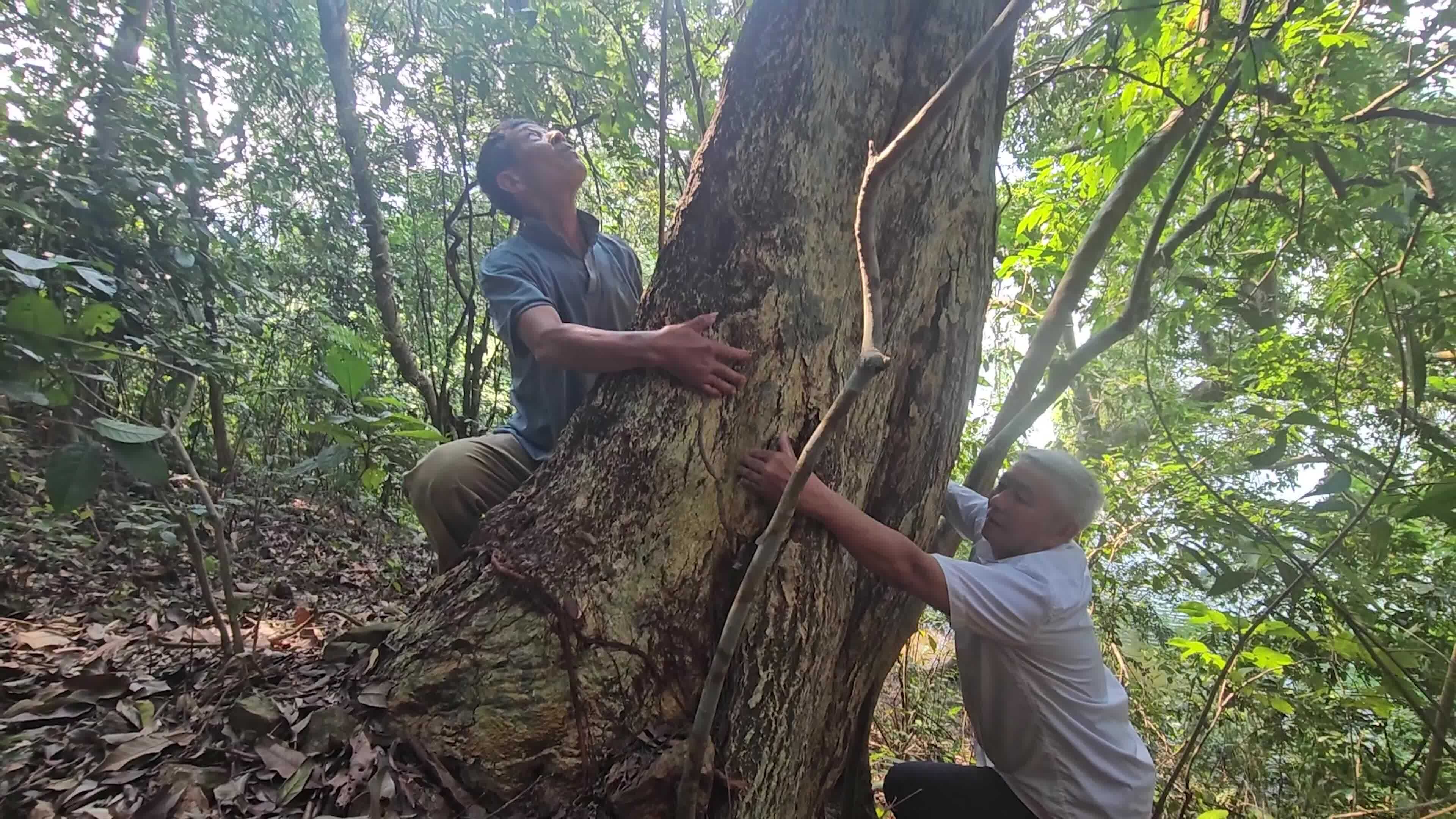 Cánh rừng gỗ quý được dân làng gìn giữ ở Quảng Trị