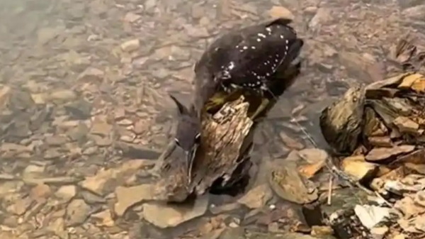 Loài chim bí ẩn nhất thế giới, chỉ còn lại 1.000 cá thể- Ảnh 2.