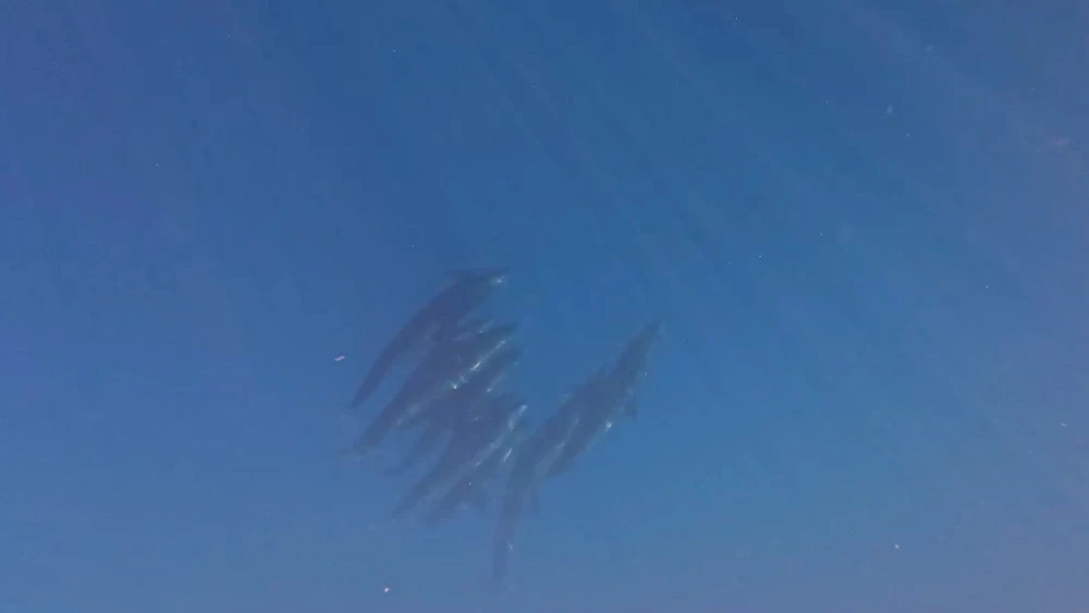 Một nhóm khoảng hơn 10 con tách đàn nhảy múa dưới biển. Ca-Voi (2).jpg