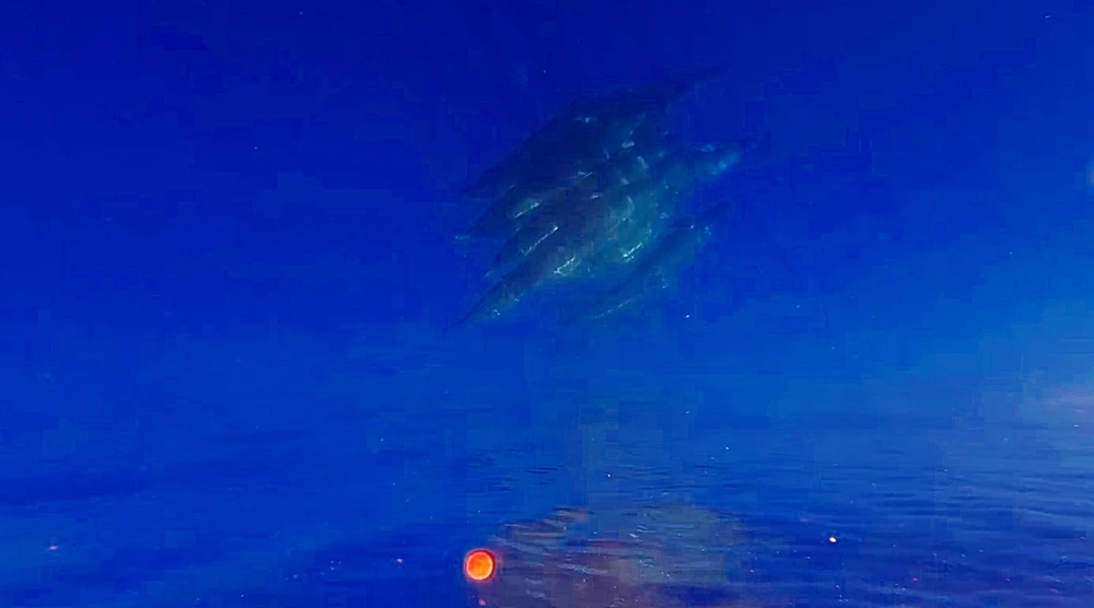 Nhiều ngư dân khẳng định sẽ khó chứng kiến đàn cá đông như thế này lần thứ 2. Ca-Voi (1).jpg