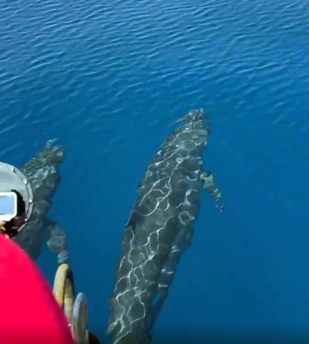 2 cá voi rất to bơi sát ca nô, sát mặt nước. Ca-Voi.jpg