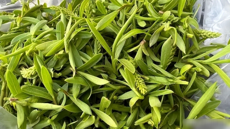 Loại rau dại giàu vitamin, giúp thanh nhiệt, giải độc, ăn một miếng cảm nhận hương vị mùa xuân đích thực - 8