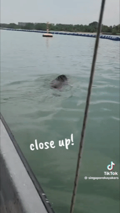 Thấy 'thủy quái' bơi vụt qua trước mặt, nhóm người vội gọi hỗ trợ, chuyên gia nói: Đây là điều rất hiếm!- Ảnh 3.