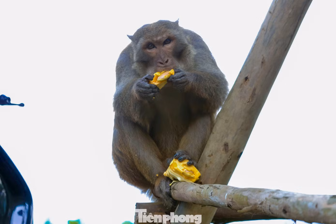 Du khách 'làm hư' đàn khỉ ở bán đảo Sơn Trà- Ảnh 3.