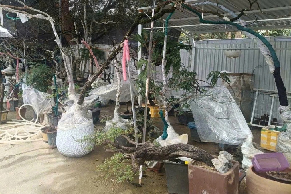 Vụ thu giữ hàng trăm cây muội hồng: Khó xử lý tang vật - 2