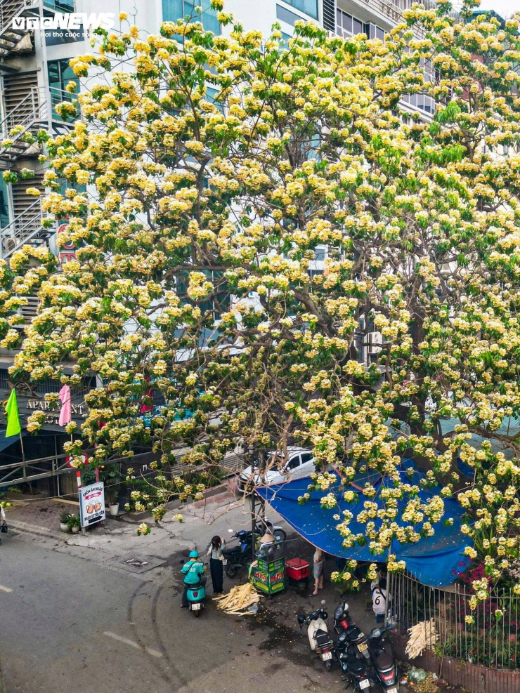 Hoa bún còn được gọi là bạch hoa hay màn màn. Sở dĩ có tên hoa bún là do phần nhụy dài, mảnh, khi nở xòe ra thành từng chùm, trông giống những sợi bún. Mỗi bông hoa thường có hai màu chủ đạo là trắng và vàng đan xen, tạo nên tổng thể vừa nổi bật vừa nhẹ nhàng.