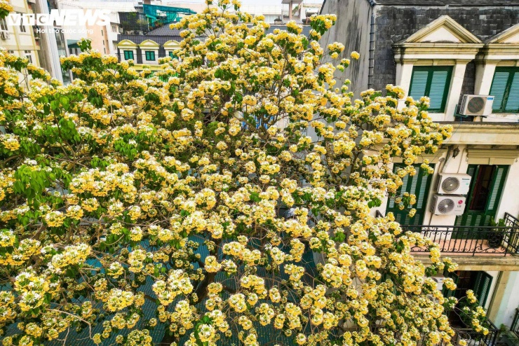 Loài hoa này có hương thơm thoang thoảng, không nồng, đủ để người đi qua có thể cảm nhận.