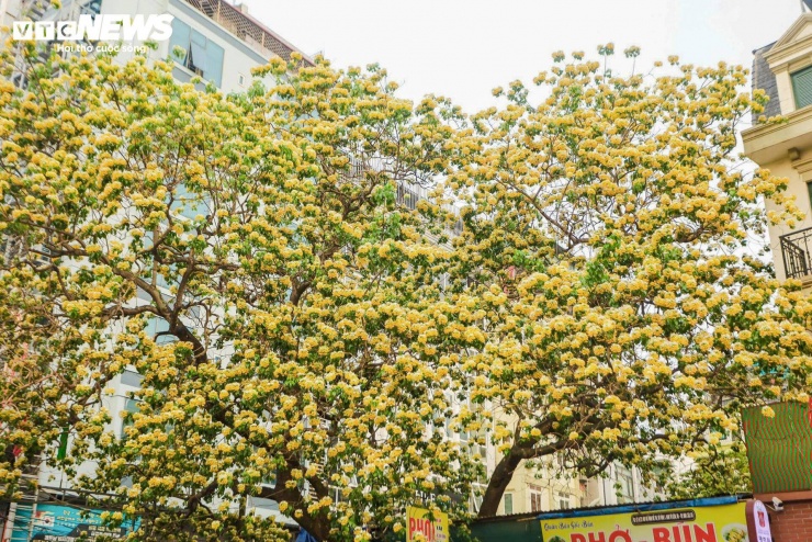 Mùa hoa bún không kéo dài. Theo người dân, cây chỉ nở một lần mỗi năm, thường rơi vào cuối tháng 3 đến đầu tháng 4 và duy trì trong khoảng một tháng trước khi tàn.