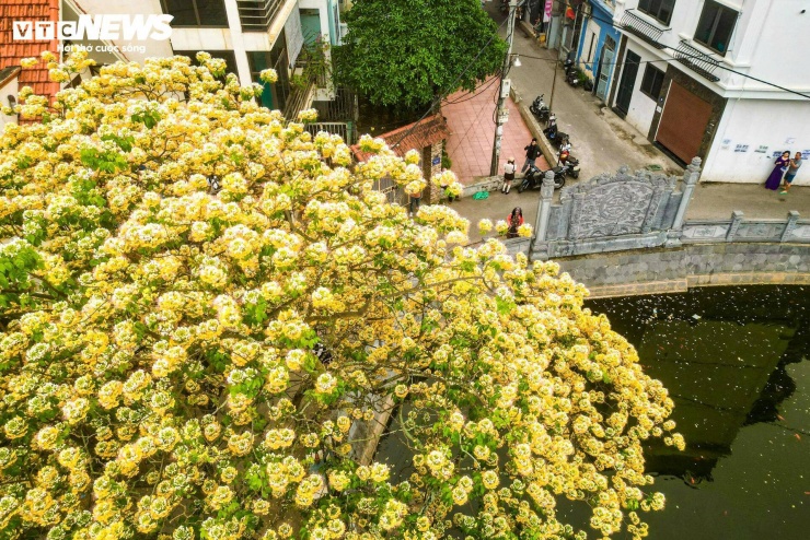 Tại khu vực chùa Hà Trì, sắc hoa kết hợp với không gian cổ kính tạo nên một góc nhìn đặc biệt. Những chùm hoa buông thấp, đung đưa trước gió, nổi bật trên nền tường rêu phong và mặt nước tĩnh lặng của hồ bán nguyệt.