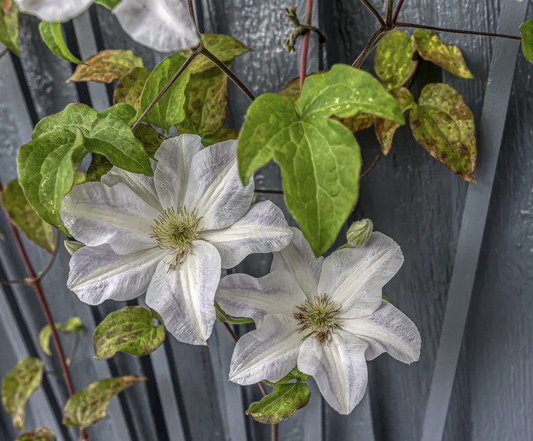 5 loại cây không được cắt tỉa lúc này- Ảnh 2. 5 loại cây không được cắt tỉa lúc này- Ảnh 2.