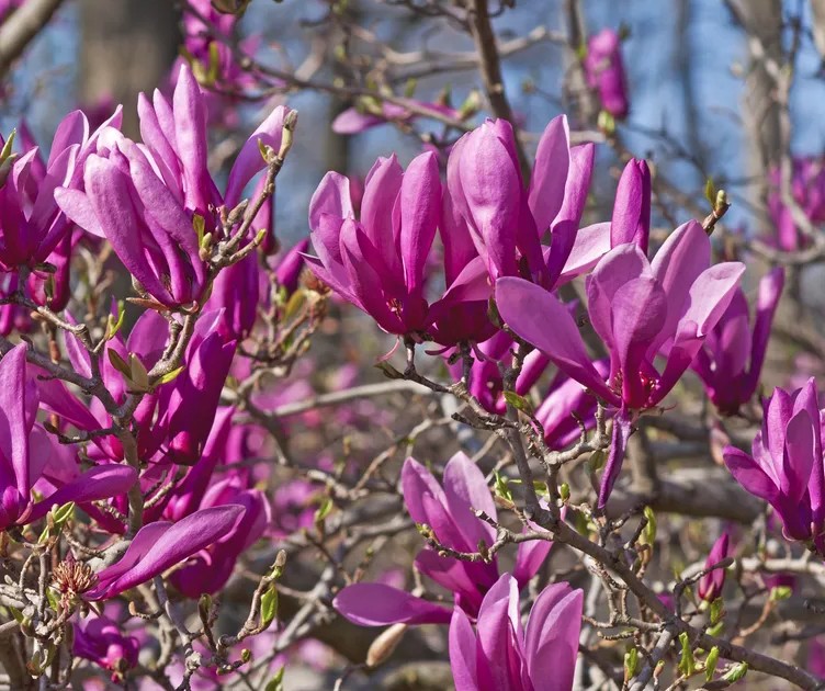 5 loại cây không được cắt tỉa lúc này- Ảnh 3. 5 loại cây không được cắt tỉa lúc này- Ảnh 3.