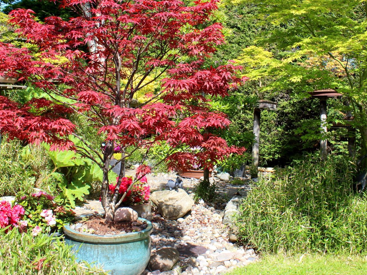 5 loại cây không được cắt tỉa lúc này- Ảnh 4. 5 loại cây không được cắt tỉa lúc này- Ảnh 4.