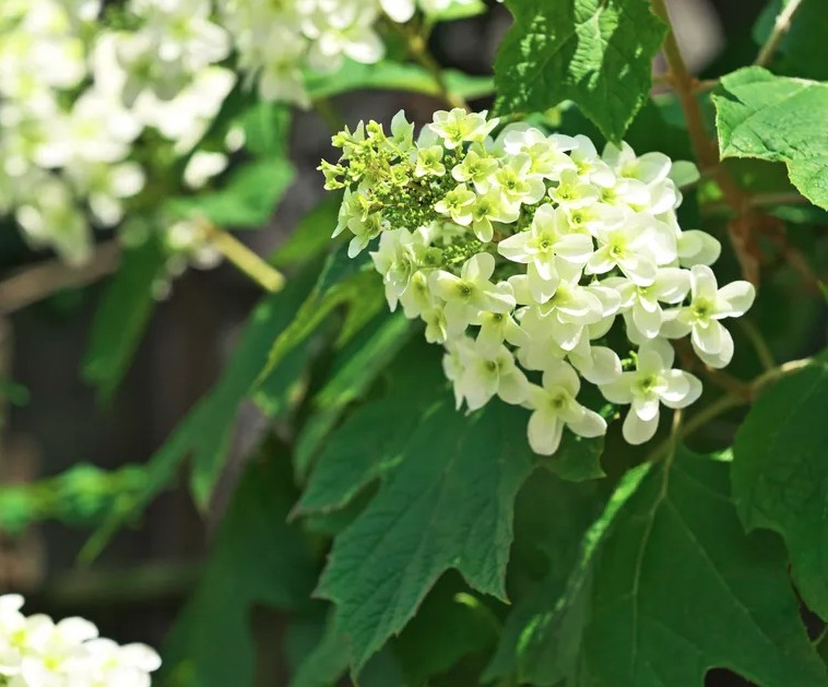 5 loại cây không được cắt tỉa lúc này- Ảnh 5. 5 loại cây không được cắt tỉa lúc này- Ảnh 5.