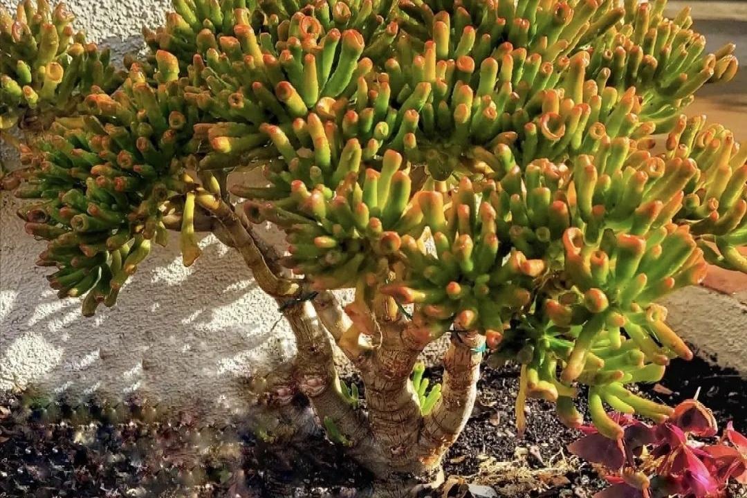 Phong thủy sư nói: 3 cây 