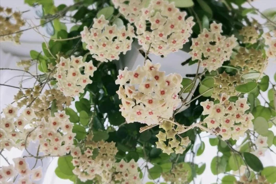 Ông bà căn dặn: 