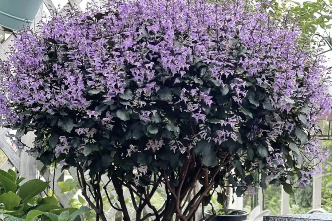 Ông bà căn dặn: 