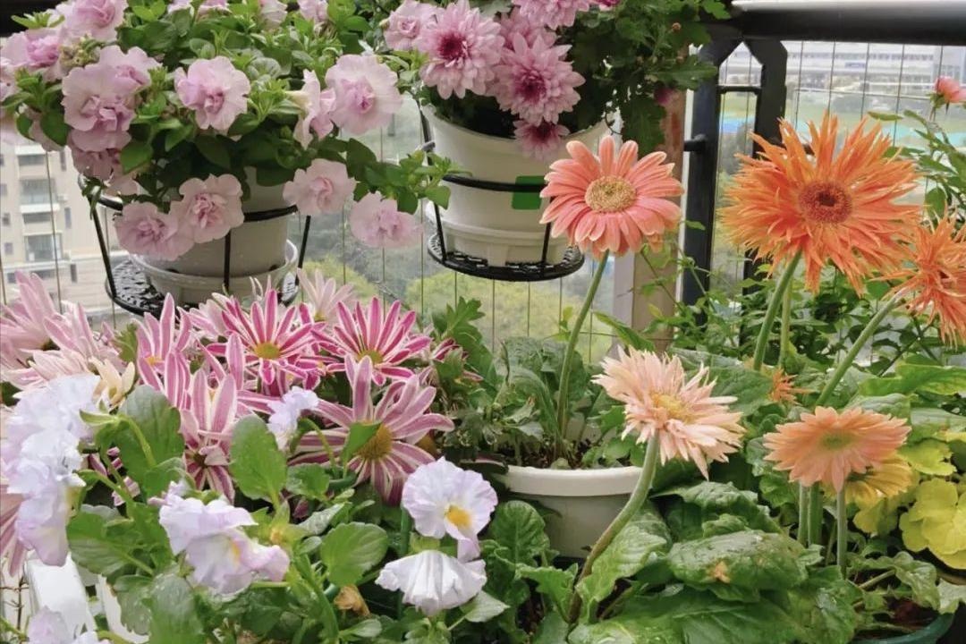 Ông bà căn dặn: 