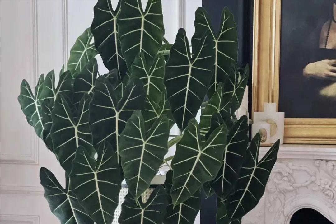 Ông bà căn dặn: 