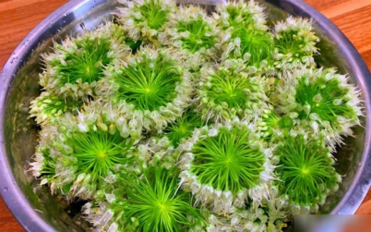 Loại rau nhiều người biết, ít người ăn, đừng chỉ ăn lá, hoa cũng cực tươi ngon, mềm mại, thơm phức 3 Loại rau tươi đẹp này có hương vị tươi mát và thơm lừng