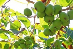 Loài cây dại ở châu Á có thể là khắc tinh của ung thư phổi