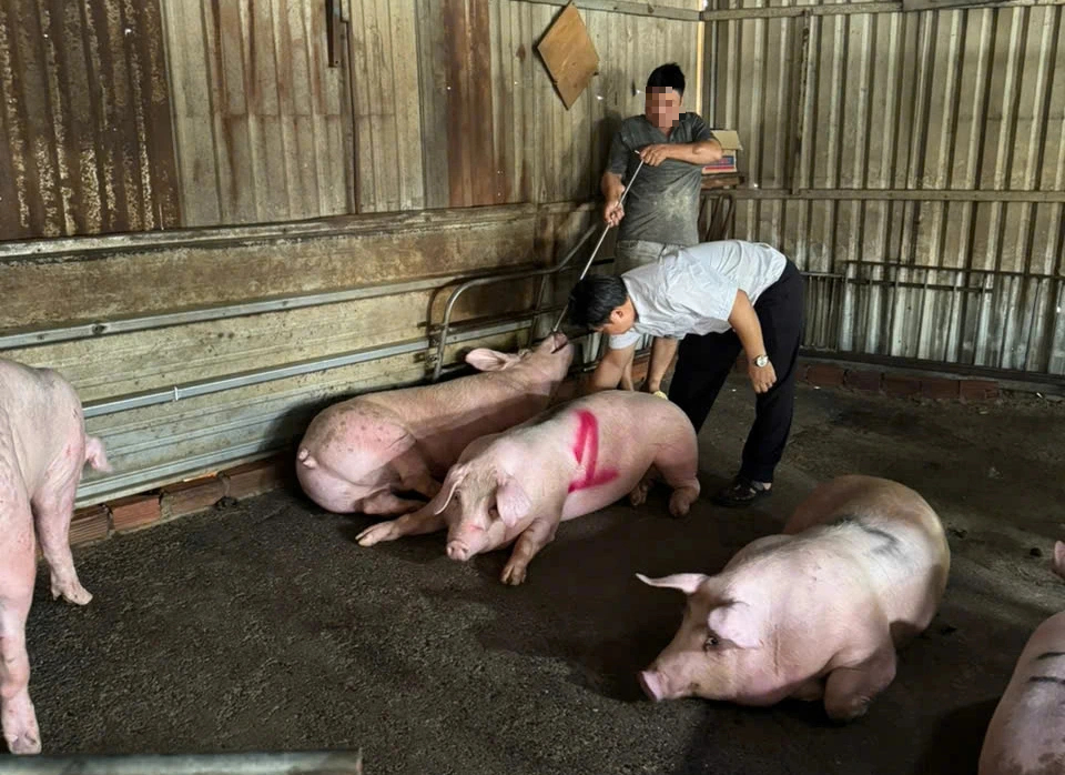 Đột kích 2 lò giết mổ heo trái phép trong hẻm sâu ở TP.HCM - Ảnh 2.