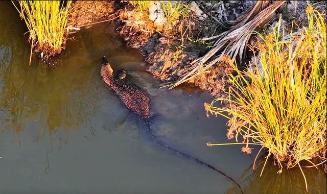 Người dân báo thấy “cá sấu” giữa đầm lầy ở TP.HCM, chuyên gia nhìn kỹ liền nói: Đây là loài trong Sách đỏ - Ảnh 2.