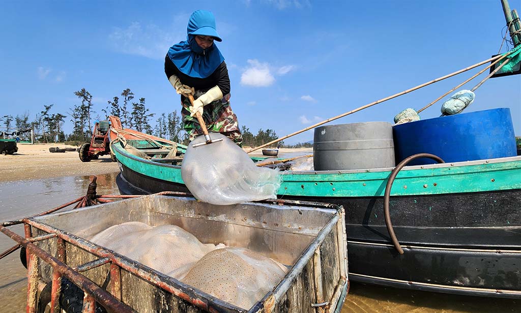 Những khoang thuyền chở 'vàng trắng' về bờ 1 Mùa lộc biển: Những khoang thuyền chở 'vàng trắng' về bờ - Ảnh 1.