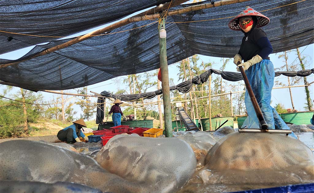 Những khoang thuyền chở 'vàng trắng' về bờ 5 Mùa lộc biển: Những khoang thuyền chở 'vàng trắng' về bờ - Ảnh 5.