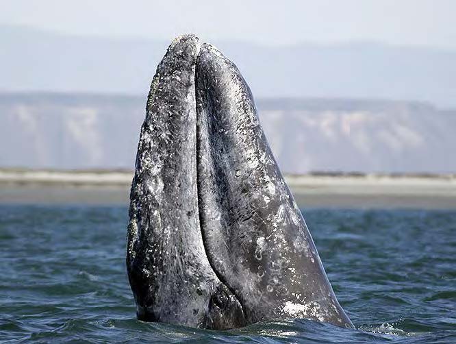 Những cuộc di cư ngoạn mục và khắc nghiệt nhất hành tinh 3 Những cuộc di cư ngoạn mục và khắc nghiệt nhất hành tinh - Ảnh 4.