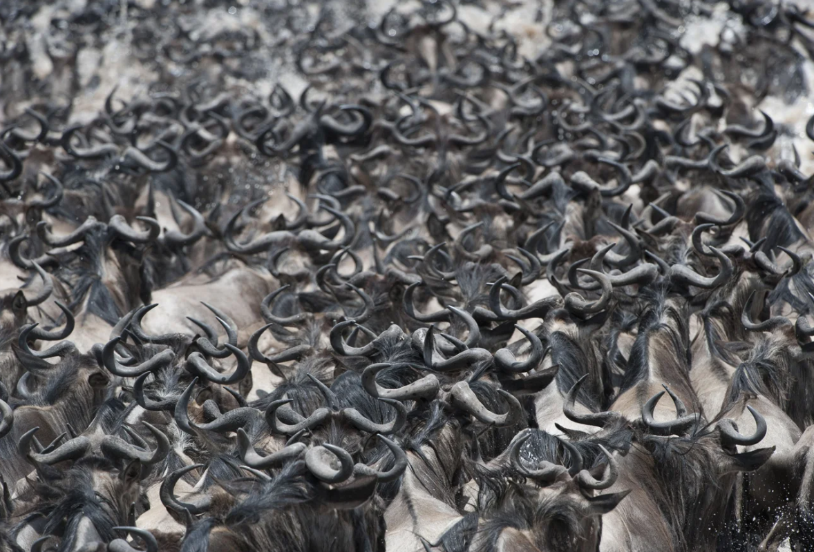 Những cuộc di cư ngoạn mục và khắc nghiệt nhất hành tinh 4 Những cuộc di cư ngoạn mục và khắc nghiệt nhất hành tinh - Ảnh 5.