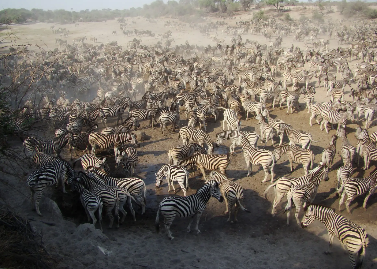 Những cuộc di cư ngoạn mục và khắc nghiệt nhất hành tinh 5 Những cuộc di cư ngoạn mục và khắc nghiệt nhất hành tinh - Ảnh 6.