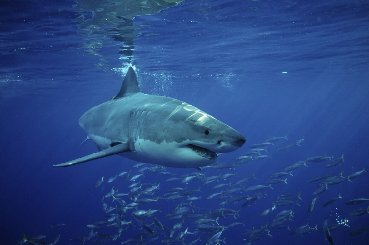 Những cuộc di cư ngoạn mục và khắc nghiệt nhất hành tinh 6 Những cuộc di cư ngoạn mục và khắc nghiệt nhất hành tinh - Ảnh 7.