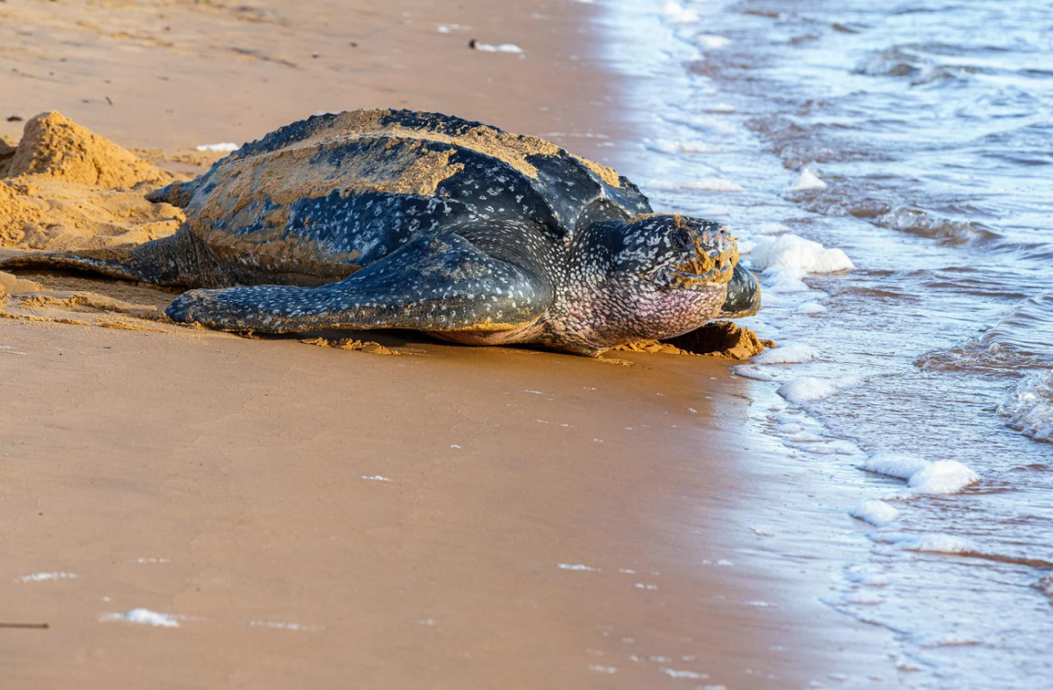 Những cuộc di cư ngoạn mục và khắc nghiệt nhất hành tinh 7 di cư - Ảnh 8.
