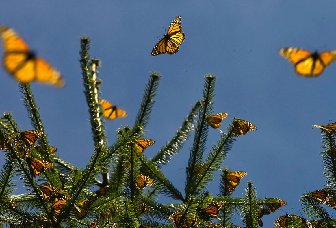 Những cuộc di cư ngoạn mục và khắc nghiệt nhất hành tinh 8 di cư - Ảnh 9.
