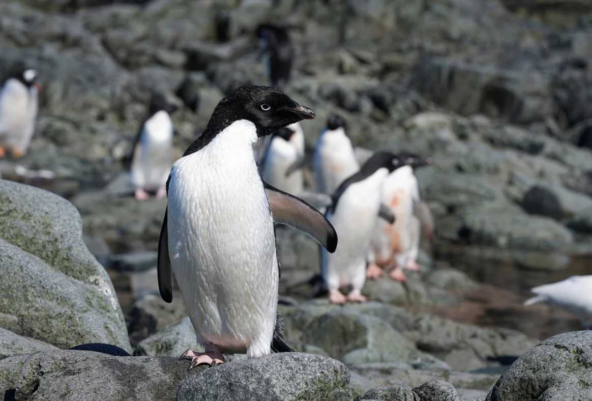 Những cuộc di cư ngoạn mục và khắc nghiệt nhất hành tinh 9 di cư - Ảnh 10.