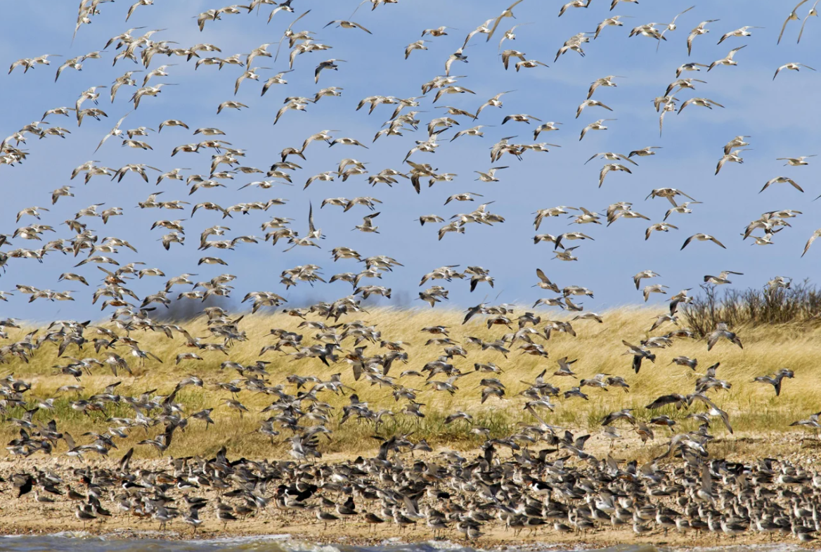 Những cuộc di cư ngoạn mục và khắc nghiệt nhất hành tinh 10 Những cuộc di cư ngoạn mục và khắc nghiệt nhất hành tinh - Ảnh 11.