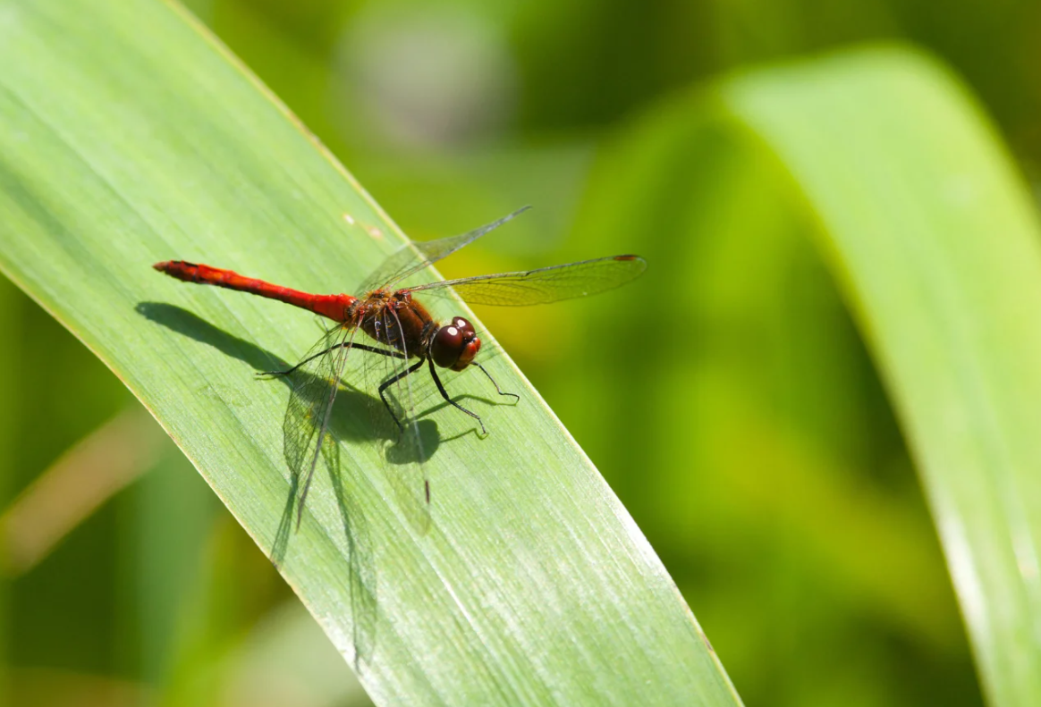 Những cuộc di cư ngoạn mục và khắc nghiệt nhất hành tinh 11 di cư - Ảnh 12.