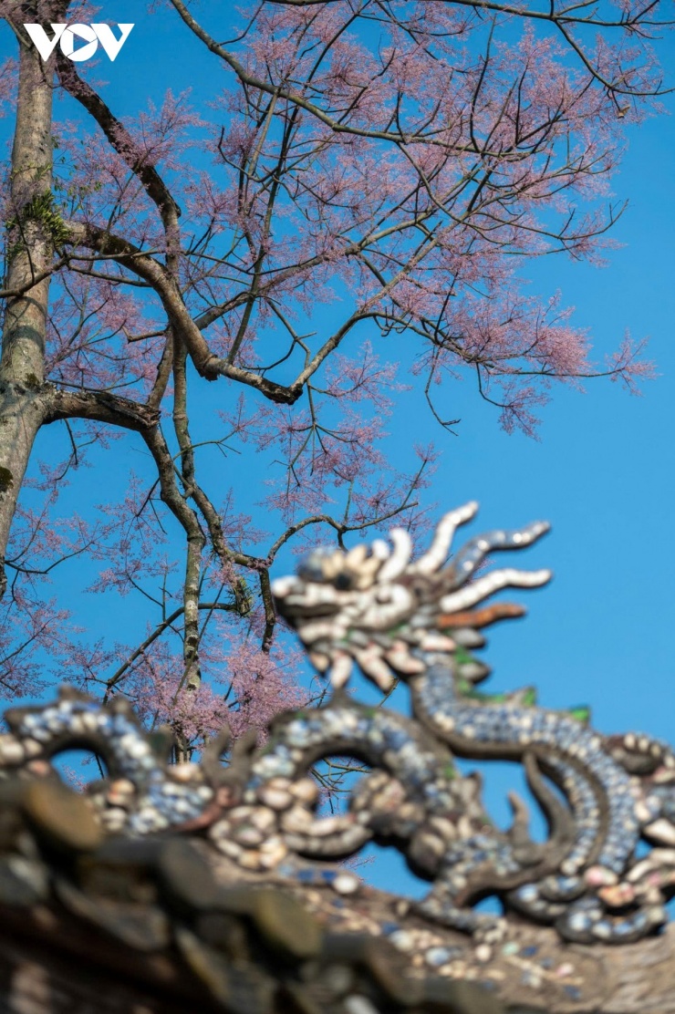 Sắc tím phớt đặc trưng của hoa ngô đồng không rực rỡ nhưng lại mang vẻ đẹp rất riêng, thanh nhã, trầm lắng và đầy chất Huế. 