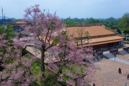 'Vương giả chi hoa' khoe sắc hồng tím trong Hoàng cung Huế