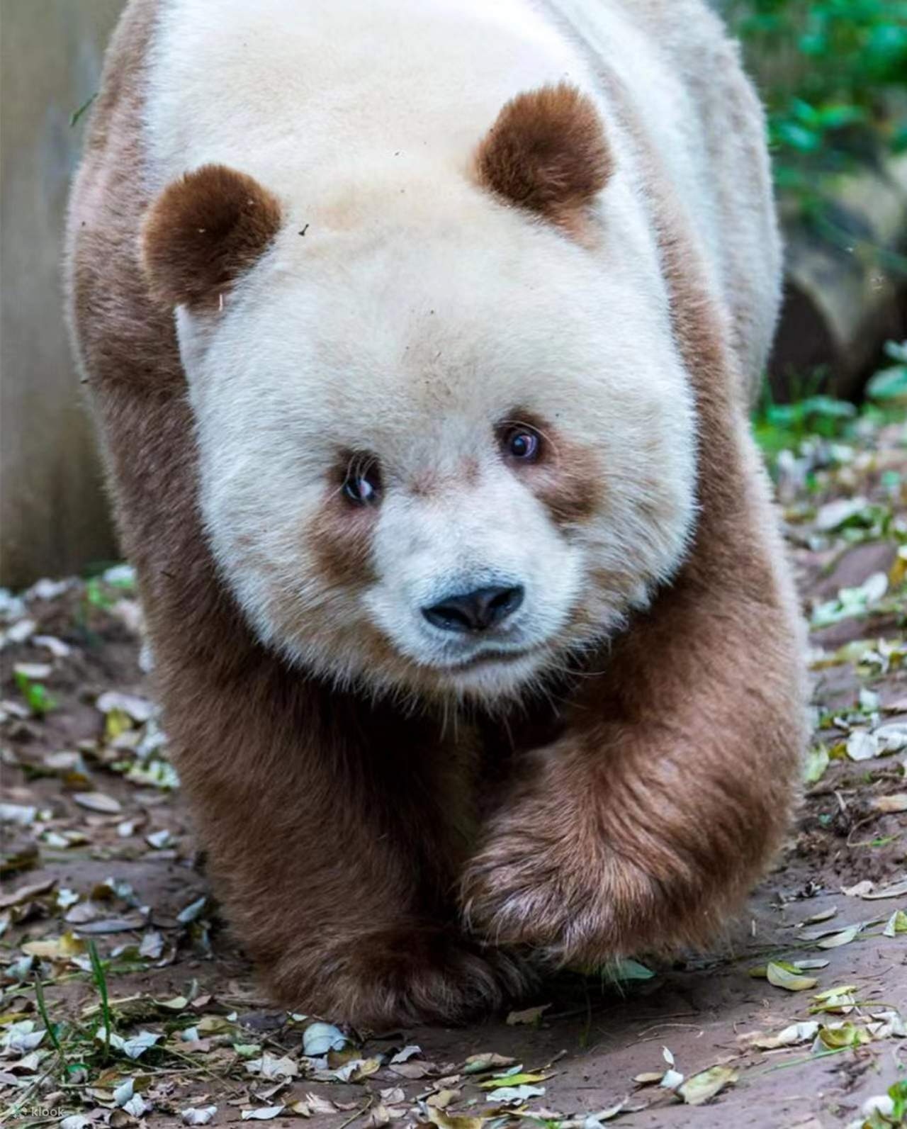 1775619976 989 Chu gau truc so huu bo long mau so co la doc