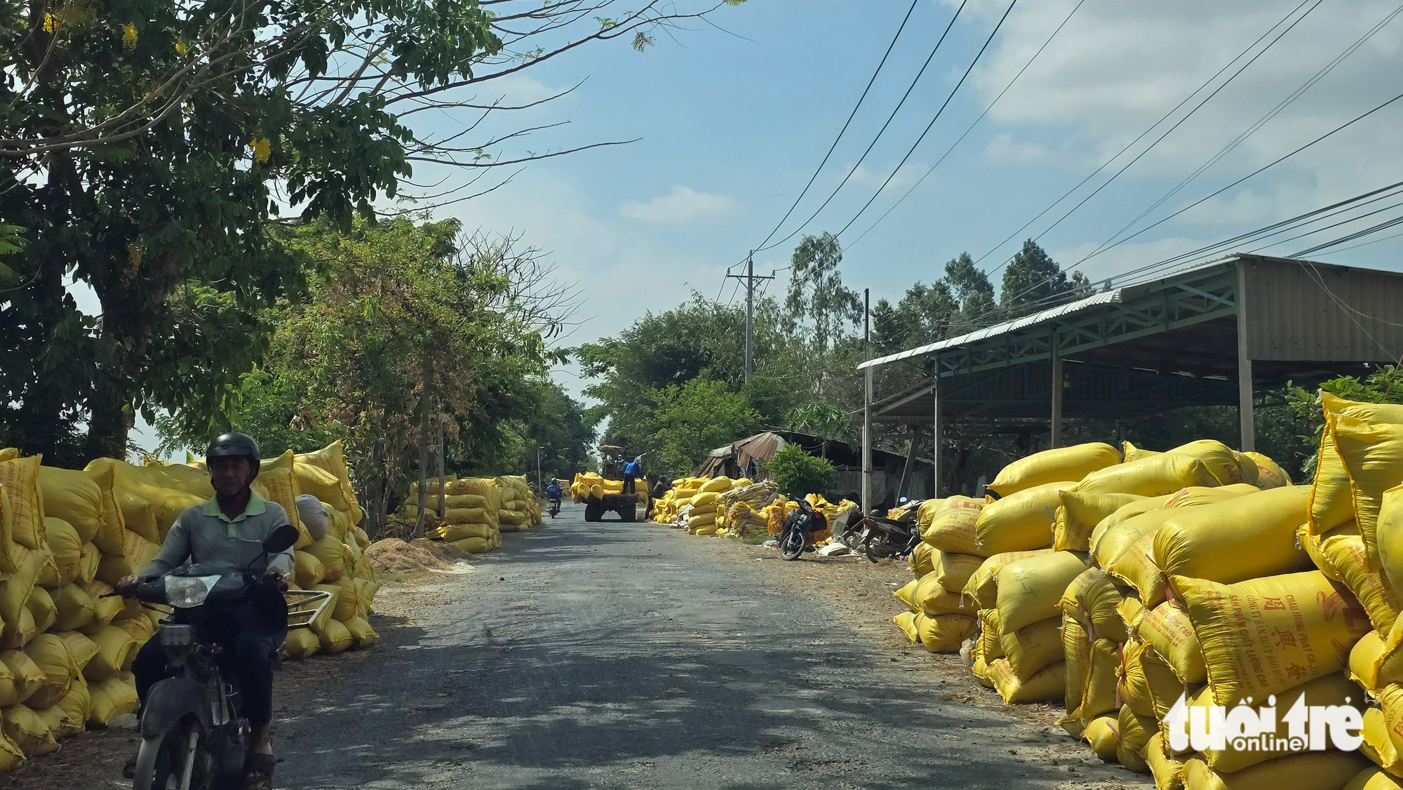 Nhiều nông dân sẽ giảm lúa vụ 3, hạn chế rủi ro do xăng dầu tăng 3 xăng dầu - Ảnh 3.