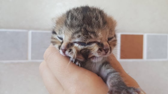 Loài mèo quái dị sinh ra với 2 khuôn mặt trên đầu nhưng dùng chung 1 bộ não- Ảnh 3.