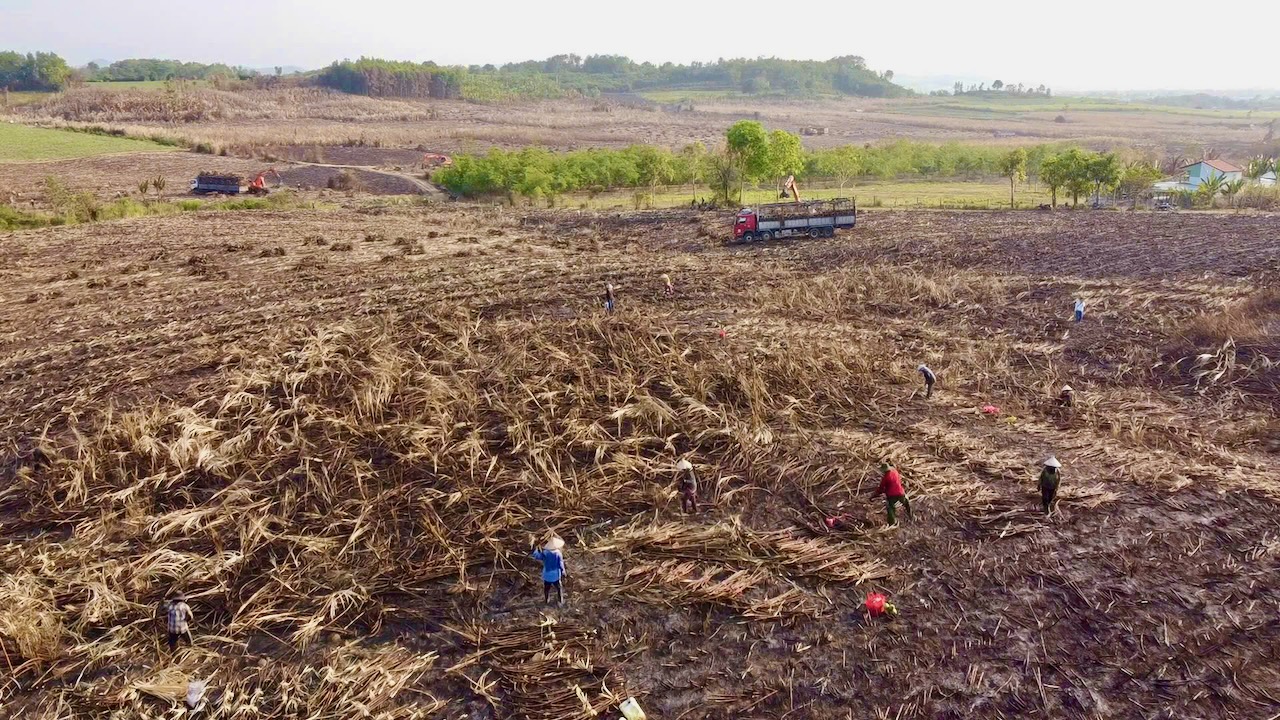 Nắng nóng, đồng mía cháy liên tiếp, nông dân thiệt hại nặng 2 Nắng nóng, đồng mía cháy liên tiếp, nông dân thiệt hại nặng - Ảnh 2.