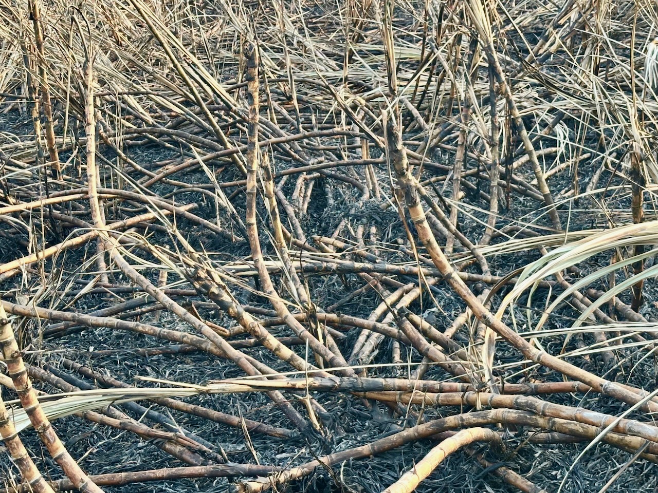 Nắng nóng, đồng mía cháy liên tiếp, nông dân thiệt hại nặng 3 cháy mía - Ảnh 3.