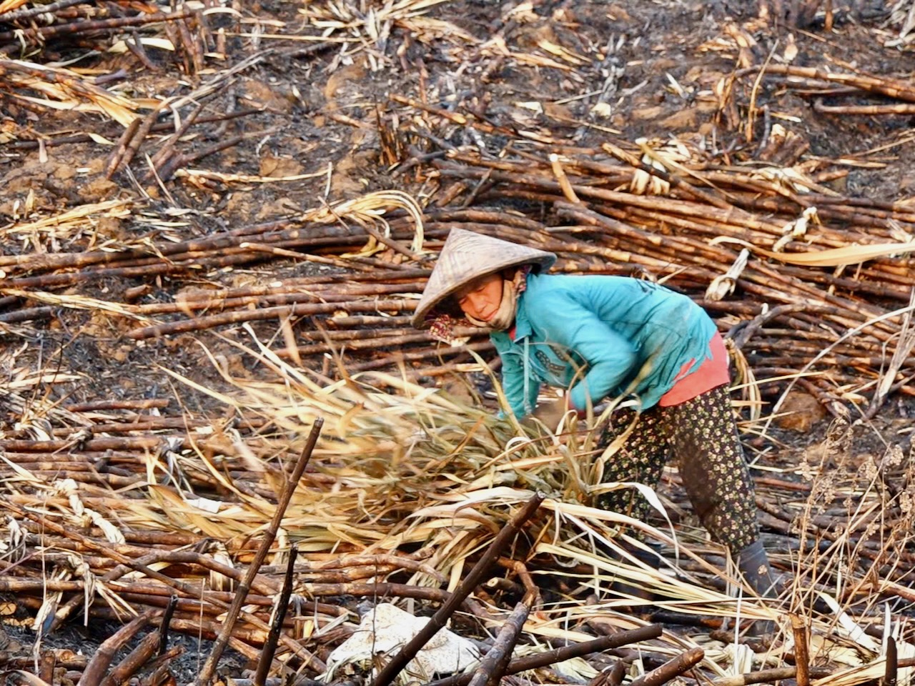 Nắng nóng, đồng mía cháy liên tiếp, nông dân thiệt hại nặng 4 cháy mía - Ảnh 4.