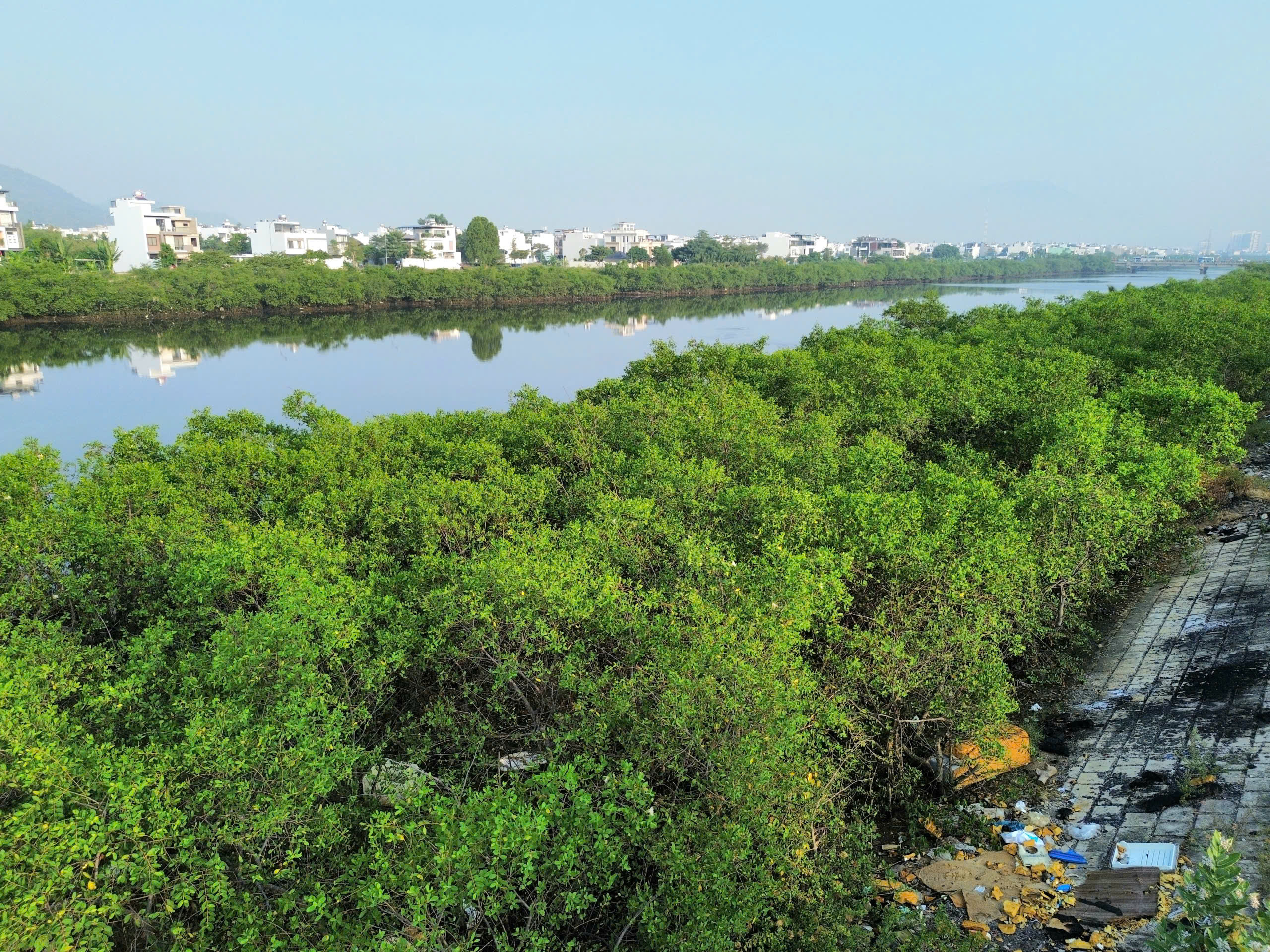 Dự án kè sông 590 tỉ ở Nha Trang ‘đứng bánh’ 5 năm vì... hai hàng cây - Ảnh 3.