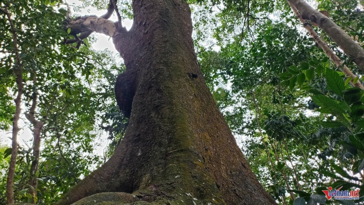 Cả làng bảo vệ báu vật hàng trăm tuổi trên đồi Bích Sơn ở Ninh Bình 5 Những "cụ lim" cổ thụ hàng trăm năm tuổi trên đồi Bích Sơn