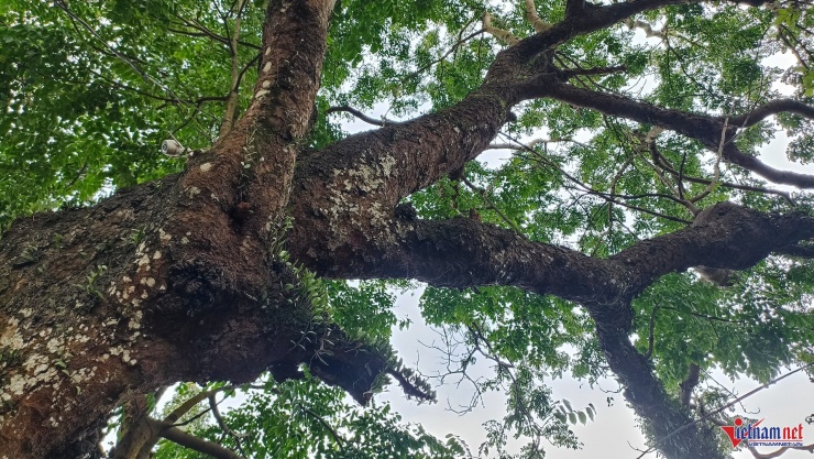 Cả làng bảo vệ báu vật hàng trăm tuổi trên đồi Bích Sơn ở Ninh Bình 6 Cành lá cây sum sê, tươi tốt qua hàng trăm năm