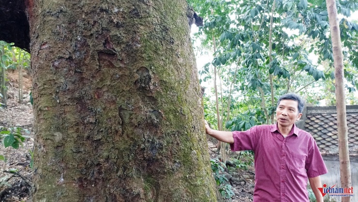 Cả làng bảo vệ báu vật hàng trăm tuổi trên đồi Bích Sơn ở Ninh Bình 7 Người dân gìn giữ, bảo vệ và xem những cây lim như "báu vật" của làng